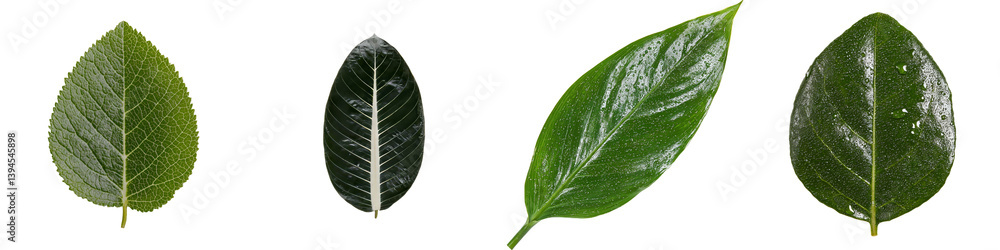 Poster collection of isolated minimalist leaf mockups showcasing diverse shapes, colors, and textures for d