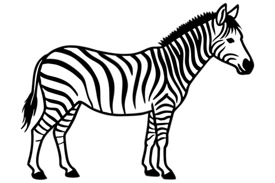 black and white zebra standing clip art preview