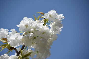 千原桜