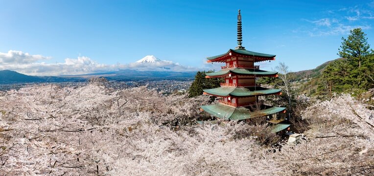 Spring scene of Chureito Pagoda surrounded by pink Sakura (cherry blossom) trees and snow-capped Mount Fuji under blue sunny sky in background in Arakurayama Sengen Park, Fujiyoshida, Yamanashi, Japan