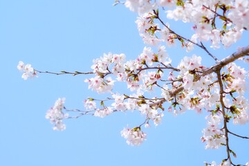 pink cherry blossom