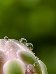 Macro close up picture of flower bud of gymno cactus with droplets. 