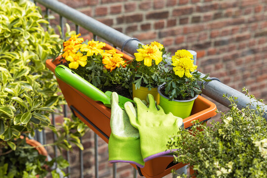 Tagetes and spindle plant on a balcony with gardening tools