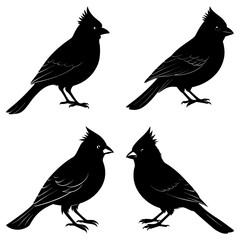 Cardinal Silhouette vector illustration