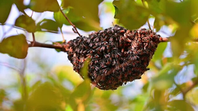 Little bees are making a nest on a tree, morning light.
