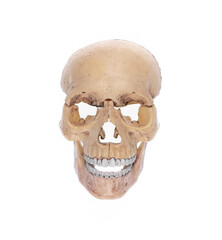 human skull with teeth isolated on white background