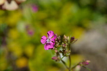 Sticky catchfly flowers