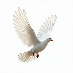 Flying white pigeon bird isolated on white background.