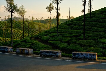 Tea plantation of Valparai