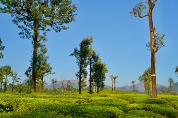 Tea plantation of Valparai