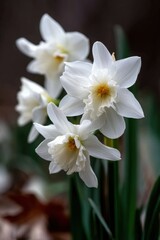 Fototapeta premium Daffodils reflecting the essence of spring with soft white petals and cheerful yellow centers in an artistic composition.