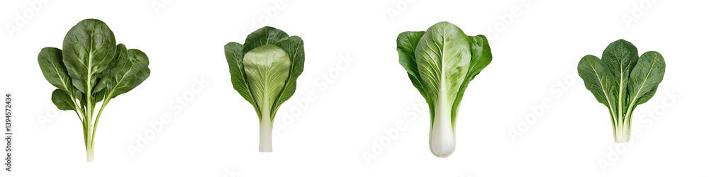 Poster minimalist mockups of fresh leafy greens on a white background showcasing different varieties and te