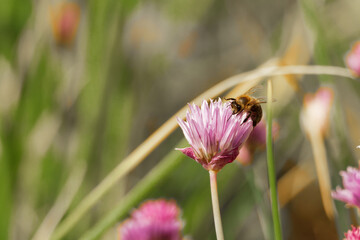Bumblebee collecting nectar from vibrant pink flowers in a sunny garden