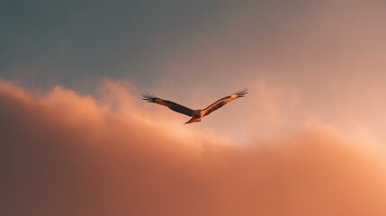 Naklejka premium Eagle soaring high in the sky at sunset beautiful bird of prey flying through the clouds nature scene