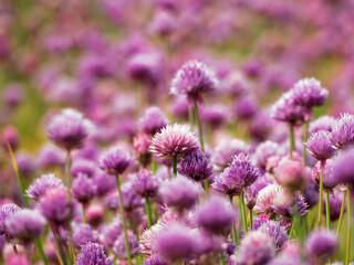 Obraz premium Chive herb flower in city park; blooming chives in sunny day. selective focus