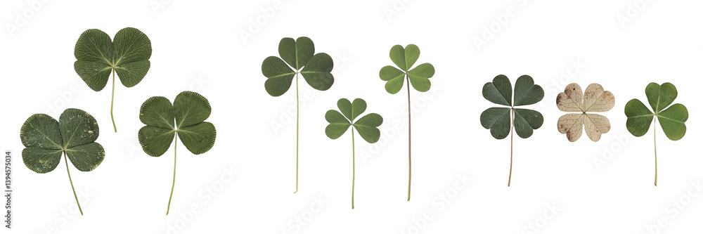 Poster minimalist display of isolated green clover leaves showcasing natural variations