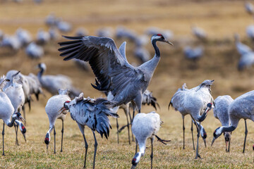 Kraniche (Grus grus)