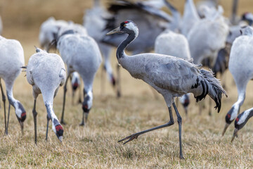 Kraniche (Grus grus)