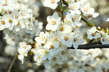 Spring blossoming trees with white flowers in the garden. Spring background