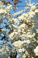 Spring blossoming trees with white flowers in the garden. Spring background