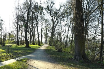 A beautiful park with trees and road for walking