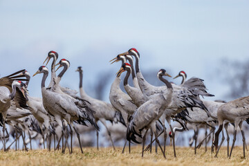 Kraniche (Grus grus)