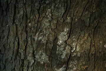 Tree bark background, close up view