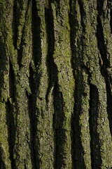 Tree bark background, close up view