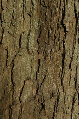 Tree bark background, close up view
