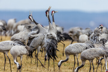 Kraniche (Grus grus)