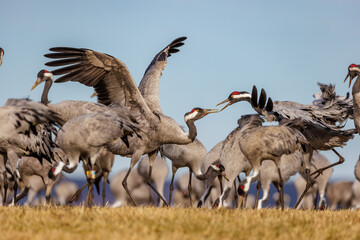 Kraniche (Grus grus)