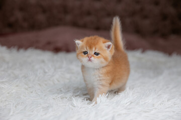 A cute little red-haired British breed kitten on a fur coat