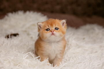 A cute little red-haired British breed kitten on a fur coat