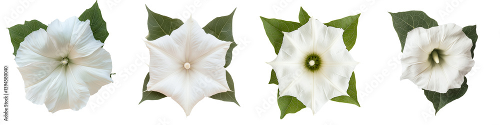 Poster white flower collection with green leaves in an isolated minimalist setting showcasing elegant and n