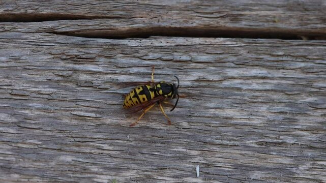 Avispa Germ&aacute;nica Vespula Germanica mordiendo tablon de madera en el parque natural el Hondo, Espa&ntilde;a