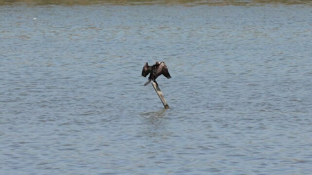 Cormor&aacute;n Phalacrocorax carbo con plumaje nupcial y alas extendidas secandose al sol, parque natural el Hondo, Espa&ntilde;a