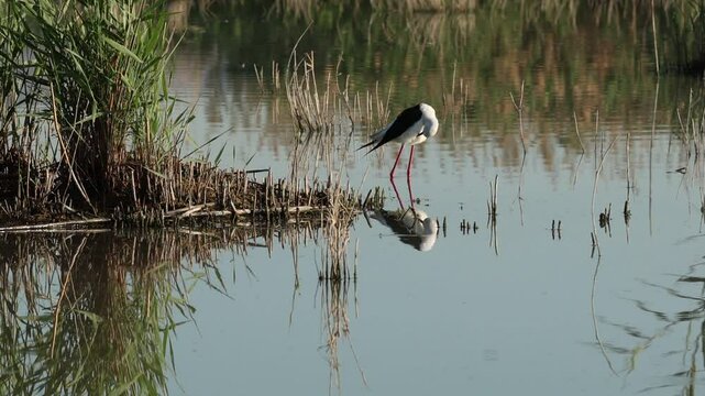 Cig&uuml;e&ntilde;uela Himantopus himantopus con recorte de luz natural y reflejo en el agua se acicala en el humedal del parque natural el Hondo, Espa&ntilde;a