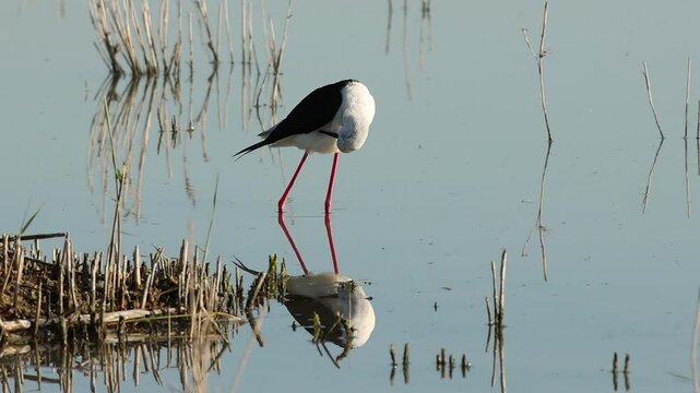 Cig&uuml;e&ntilde;uela Himantopus himantopus con recorte de luz natural y reflejo en el agua se acicala en el humedal del parque natural el Hondo, Espa&ntilde;a