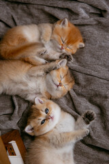 Cute little ginger kittens of British breed sleeping group