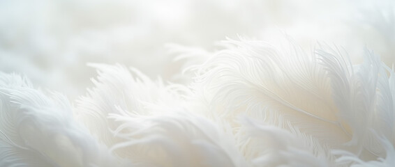 Fototapeta premium Closeup of soft white feathers and bird plumage, offering a delicate texture perfect for creative banners or detailed designs.