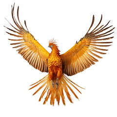 Fototapeta premium phoenix