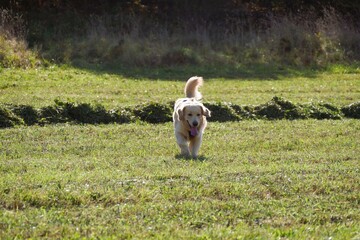 Dog walks through a green field with patches of cut grass, its tongue slightly out