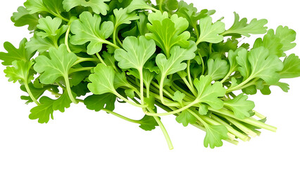 arugula vagetable png image