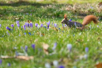 Red squirrel with bushy tail in the sunlight on a green meadow with crocus.