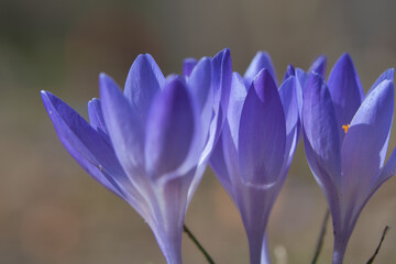 Three purple crocus blossoms, depicted individually and dreamily. Delicate petals