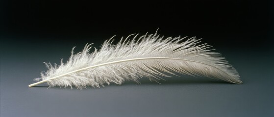 A delicate white feather lies against a dark backdrop, its intricate details and softness captured, evoking a sense of purity and elegance.