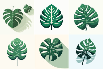 Botanical flat design of a monstera leaf, clean vector lines, white background