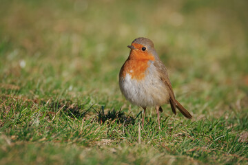 Close-up Robin stands on the green grass and looks toward the camera lens on a sunny spring day. 