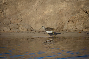 On a sunny spring day, a green sandpiper walks in the water perpendicular to the camera lens with a sand background with copyspace.
