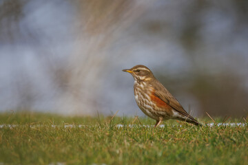 On a cloudy spring day, an adult Redwing stands on the green grass perpendicular to the camera lens.	